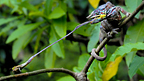 фото ZSL