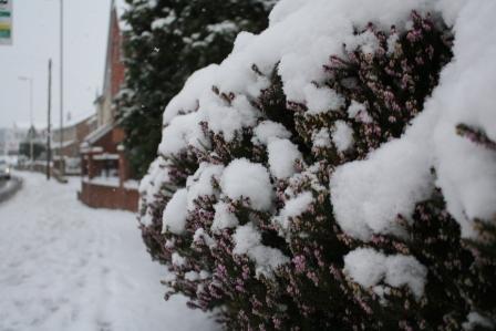snowy69.JPG