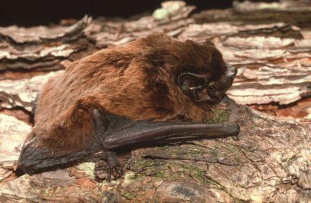 bat.jpg
