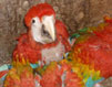 Scarlet Macaws