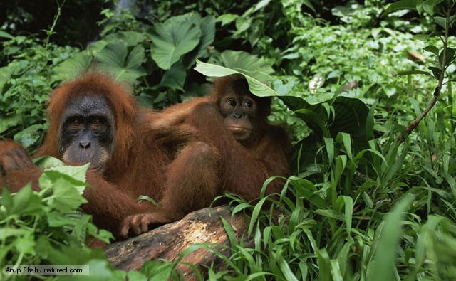 Orangutan
