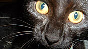 Black cat