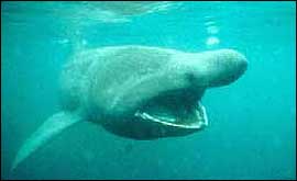 Basking shark 