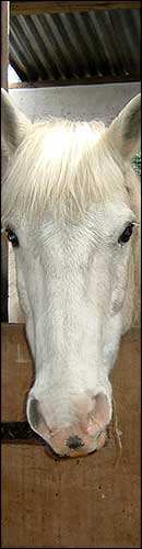 Why the long face?