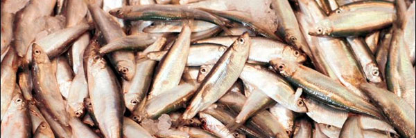 Fishy tales?