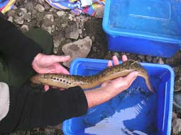 lamprey-gills-for-web.jpg