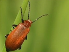 Bug
