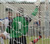 Gol
