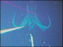 Giant squid