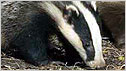 Badger c/o Barry Crowley