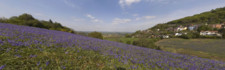 Bluebells