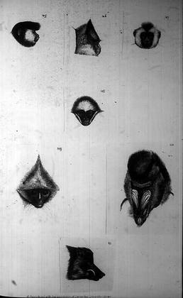 The Darwin Archive