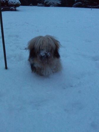 snowy7.JPG