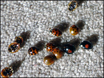 Mark's house guests