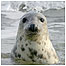Sandy beach activities (Image: Seal c/o Charlie Phillips)
