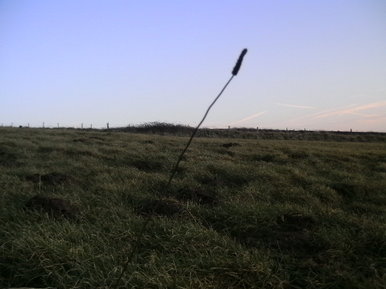 One feild