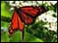 A butterfly