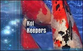 title shot from Pip Critten's film about Koi keepers