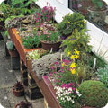 Alpines