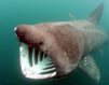 Basking Shark © Monty Halls