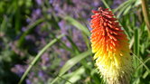 Colour in nature...
