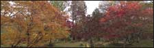 Autumn colours at Queenswood Country Park