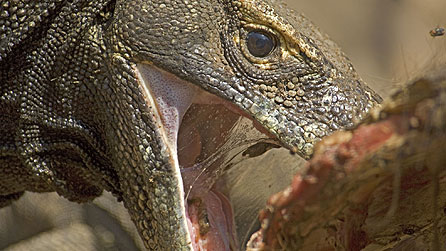 Komodo dragon feeding on buffalo carcass, Komodo Archipelago, Indonesia (copyright: Kevin Flay)
