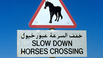 Useful facts about the Arabic language in Arabic