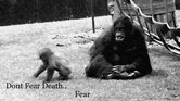Dont fear death...