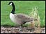 Canadian Geese