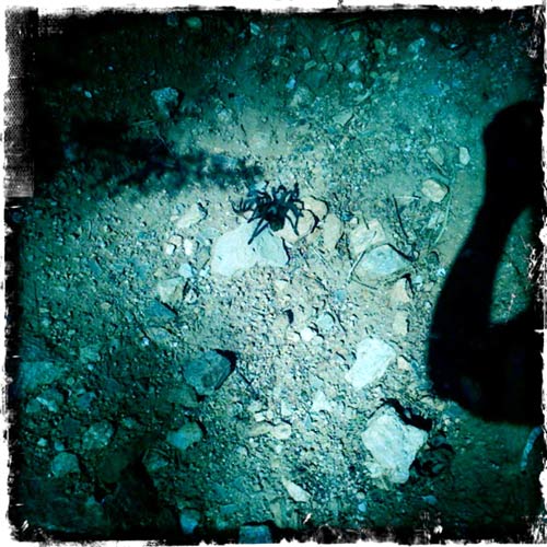 desert tarantula