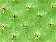 cactuc.226.jpg
