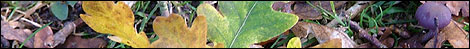 Ecology Information