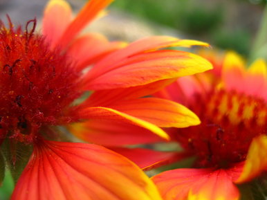 Two Flowers