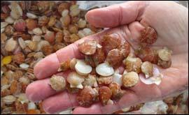A handful of scallops