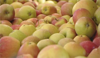 apples