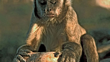 Brown-tufted capuchin cracking nuts using hammer stone, Piau, Brazil