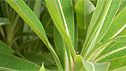 Euphoribia x pasteurii