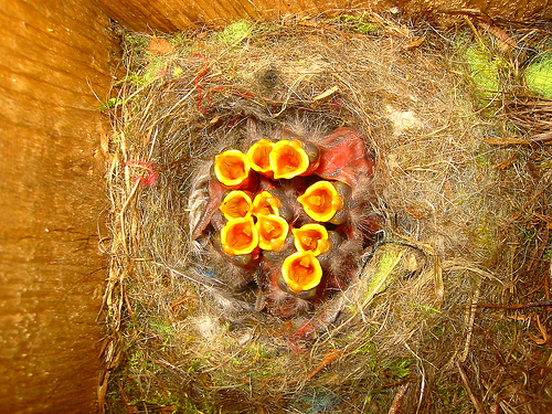 This year's brood