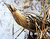 Bittern © Andy Hay (rspb-images.com)