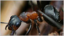 Wood Ant