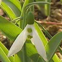 Snowdrop