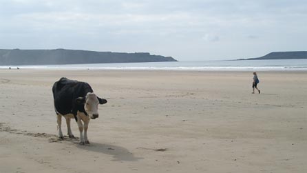 cow_wormshead.jpg