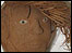 Coconut face - Tyntesfield