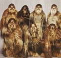 wookies.jpg