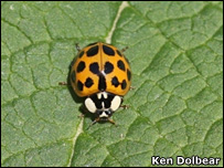 Harlequin