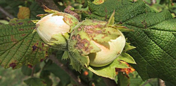 Hazel Butler nuts
