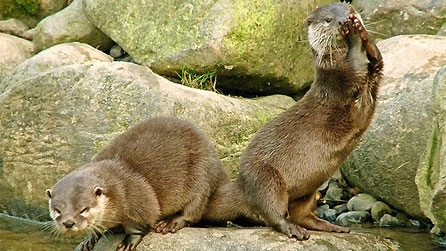 otters_christian_roberts.jpg