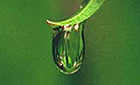 raindrop on a leaf