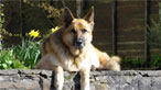 Dog lying down